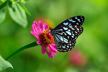Fototapeta na wymiar Blue tiger butterfly on a pink zinnia flower with green background