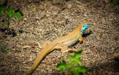 Colourful lizard
