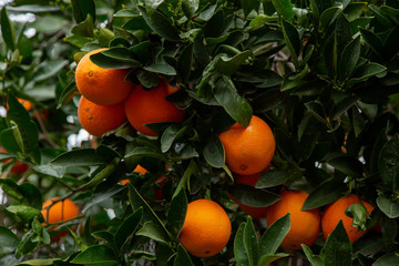 Citrus groves featuring oranges and green leaves