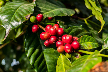 Coffee on tree Arabicas raw and ripe coffee bean in field and sunlight.