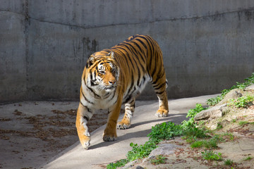 Tiger walking