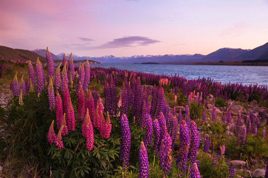 Lake Tekapo in New Zealand with beautiful lupine flowers in full bloom
