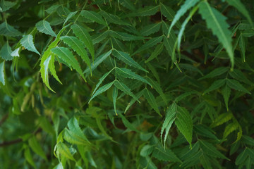 Azadirachta indica, commonly known as neem, nimtree or Indian lilac
