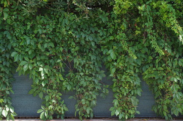 Fototapeta na wymiar Wall Ivy Photo close-up rendering texture backgound puzzle