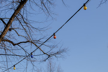Fairy lights between tree branches