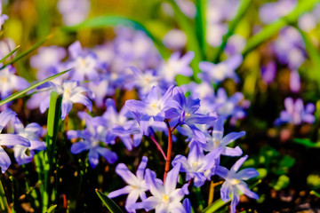 blooming star hyacinths (Chionodoxa)	