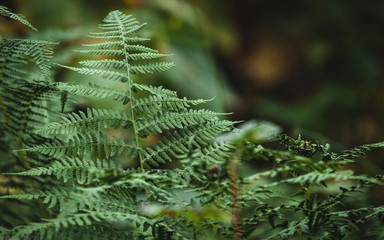 fern in forest