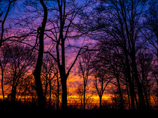 colorful sunset in the woods in blue, purple pink yellow and orange