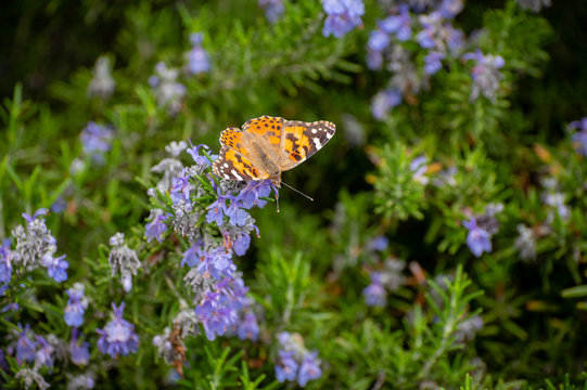 Painted Lady butterfly on a rosemary bush.