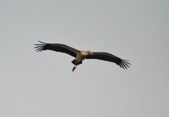 Asiatischer Openbillstorch