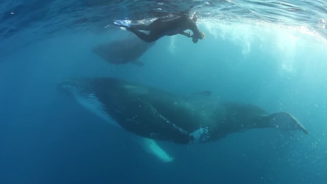 Whale calf Humpback swims with mom swims near people.