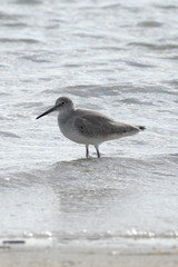 seagull on the beach