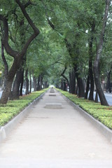 Fototapeta na wymiar Paseo de la Reforma árboles
