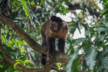 Sapajus apella é uma espécie de macaco-prego em ganho de árvore