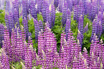 field of pink and purple lupines in full bloom