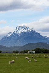 southern alps loom over sheep in the valley, glenorchy, queenstown, new zealand
