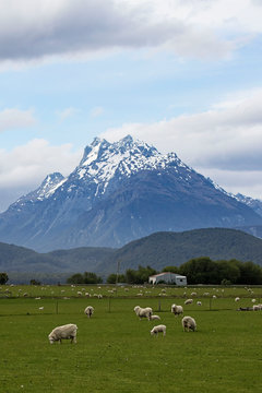 southern alps loom over sheep in the valley, glenorchy, queenstown, new zealand