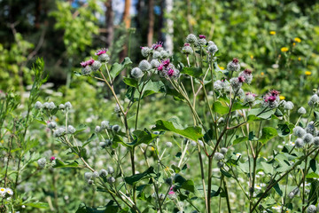 Burdock Thickets (Arctium tomentosum)