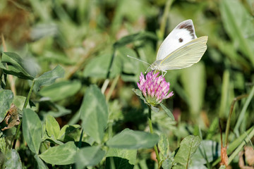 Cabbage butterfly (Pieris brassicae)