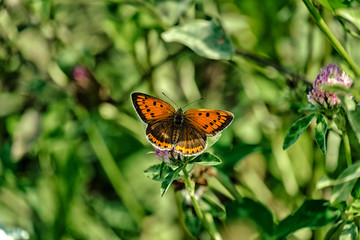 Large copper. Orange butterfly of the family Lycaenidae (Lycaena dispar)