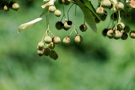 Fruits of largeleaf linden. Tilia fruit