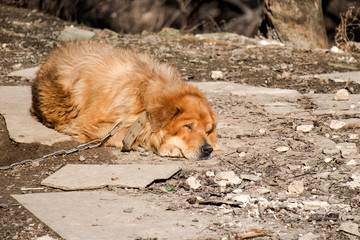 Red-haired chain dog sleeps sweetly on the ground under the rays of the spring sun