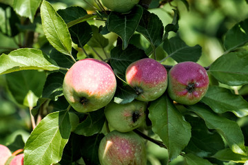 Ripening apples on a tree