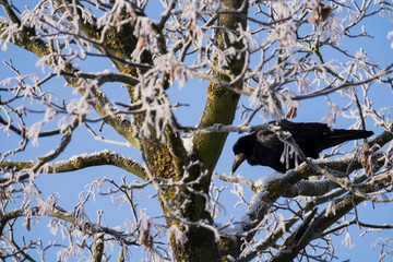 Rook sits on a tree covered with hoarfrost (Corvus frugilegus)