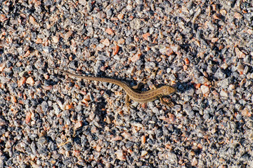 Sand lizard on breakstone. View from above (Lacerta agilis)