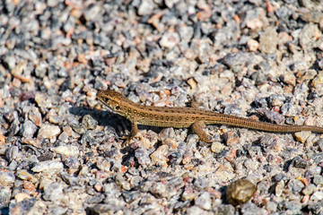 Sand lizard on granite pebbles (Lacerta agilis)