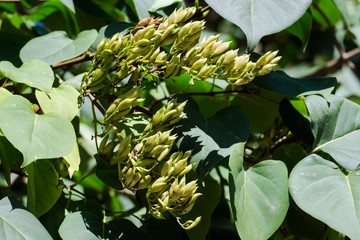 Seeds of broadleaf lilac (Syringa oblata)