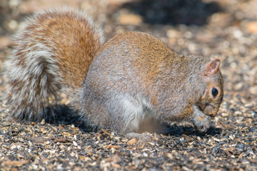Grey squirrel eating under the sun in late winter at the Wood Lake Nature Center in Minnesota