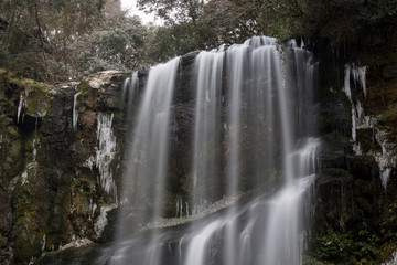 Obraz premium 桜滝