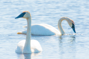 Fototapeta premium A pair of trumpeter swans - taken during Spring migrations at the Crex Meadows Wildlife Area in Northern Wisconsin