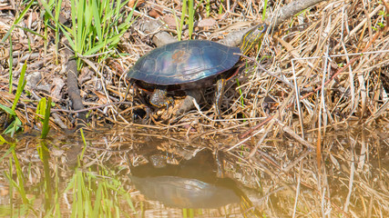 Painted turtle sunning in the Spring sun on a marsh shoreline - reflection of turtle on the water - taken at the Crex Meadows Wildlife Area in Northern Wisconsin 