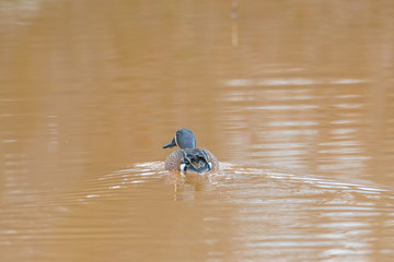 Blue-winged teal swimming in muddy waters during Spring migrations at the Crex Meadows Wildlife Area in Northern Wisconsin