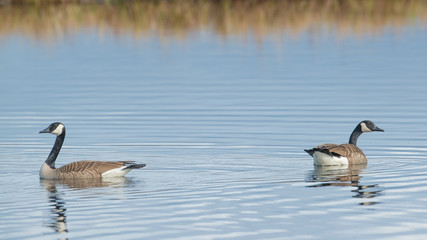 Pair of Canada geese on beautiful calm blue peaceful tranquil lake - taken during Spring migrations at the Crex Meadows Wildlife Area in Northern Wisconsin
