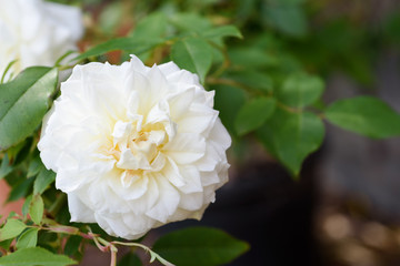 White rose Lamarque in garden close up view