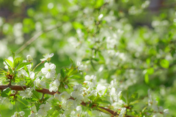 white flowers cherry tree. Flowers cherry tree blossomed. Honey and medicinal plants Ukraine. Flowering fruit trees.