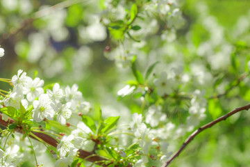 white flowers cherry tree. Flowers cherry tree blossomed. Honey and medicinal plants Ukraine. Flowering fruit trees.