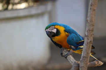 コンゴウインコ