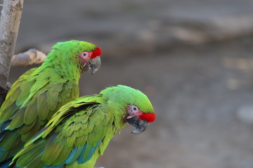 コンゴウインコ
