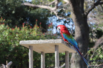 コンゴウインコ