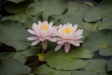 European White Waterlily, Water Rose or Nenuphar, Nymphaea alba, flowers at pond close-up