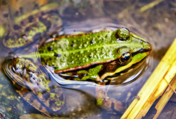 Frog in the natural habitat.