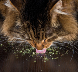 A cat eating catnip. His head is down as he licks the catnip off a table with his tongue. Focus is on the tongue. - obrazy, fototapety, plakaty