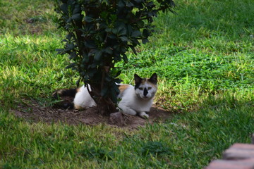 cat in the garden