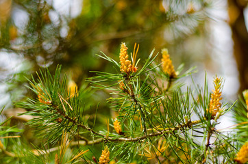 Branch of coniferous tree with long needles and rounded cones