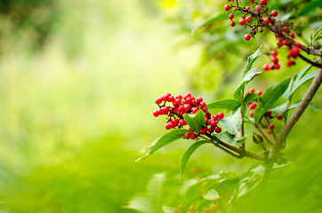 Red Rowanberries on a branch in summer