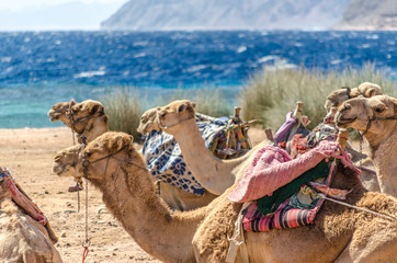 caravan lying camels in desert of Egypt Dahab South Sinai